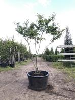 4x Krentenboompje Amelanchier lamarckii, Meerstammig, Wit, Nieuw