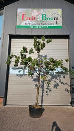 Kersenbomen kordia regina
