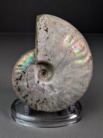 Iriserende ammoniet - Gefossiliseerde schelp - Aioloceras, Verzamelen, Mineralen en Fossielen