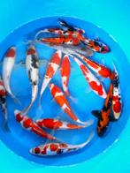 Hirasawa Marusei 22-27cm (Japanse Koi), Dieren en Toebehoren, Karper of Koi