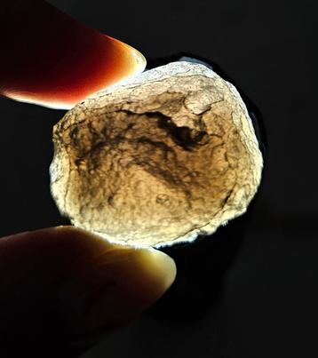 Agni Manitite beschikbaar voor biedingen
