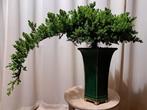 XL juniperus bonsai cascade in grote bonsaipot - Hoogte