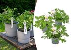 Set van 3 anti-muggen citroengeraniums (15 - 20 cm), Huis en Inrichting, Kamerplanten