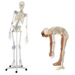 Anatomie model menselijk skelet met ligamenten, Sport en Fitness, Overige Sport en Fitness, Nieuw, Verzenden