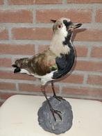 Chileense Kievit Taxidermie volledige montage - Vanellus, Verzamelen, Dierenverzamelingen, Nieuw