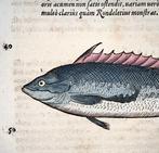 Conrad Gesner [Konrad Gessner] 1516-1565: Fishbuch: Weever, Antiek en Kunst