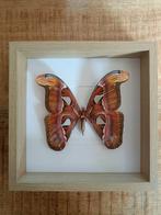Vlinder Taxidermie volledige montage - Attacus atlas - 27 cm
