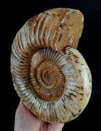 Ammoniet - Gefossiliseerd dier - Dichotomosphinctes, Verzamelen, Mineralen en Fossielen