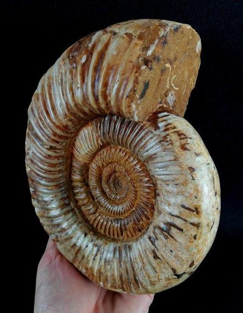 Ammoniet - Gefossiliseerd dier - Dichotomosphinctes, Verzamelen, Mineralen en Fossielen
