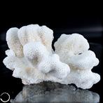 Natuurlijk wit tafel koraal - alleen EU - Acropora