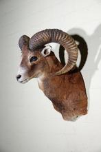 Large Mouflon head-mount Taxidermie wandmontage - Ovis a., Nieuw