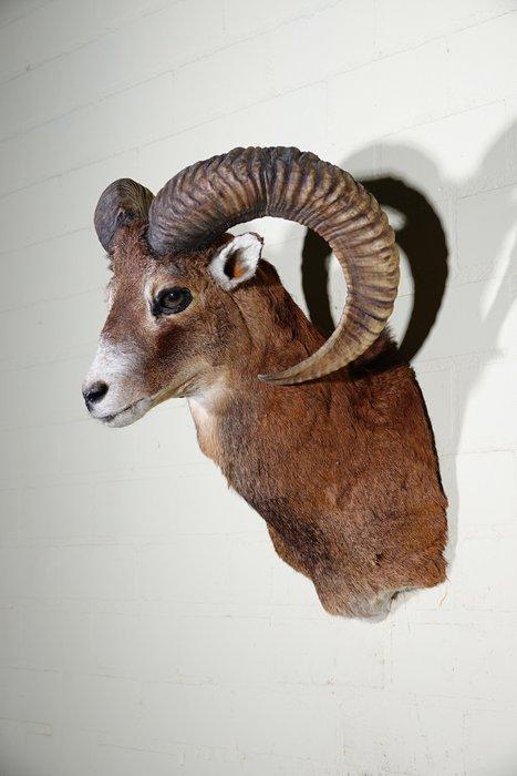 Large Mouflon head-mount Taxidermie wandmontage - Ovis a., Verzamelen, Dierenverzamelingen