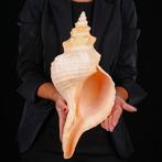 Zeldzame zeeschelp uit Mexico - Florida Horse Conch -, Nieuw