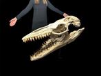 Enorme fossiel van een Mosasaurus - Fossiele schedel -, Verzamelen, Mineralen en Fossielen