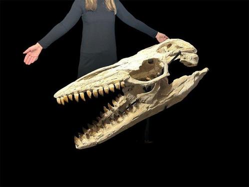 Enorme fossiel van een Mosasaurus - Fossiele schedel -, Verzamelen, Mineralen en Fossielen