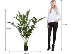 Mica Decorations Vissenstaart Palm Kunstplant in Pot - H150, Verzenden, Nieuw