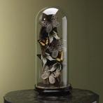 Vlinders in Stolp Taxidermie Opgezette Dieren By Max, Verzamelen, Dierenverzamelingen, Ophalen of Verzenden, Nieuw, Insect, Opgezet dier