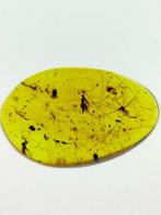 Amber - Barnsteen - Parasitic wasp, Crane Fly & Winged