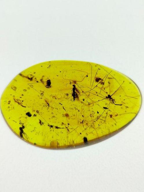 Amber - Barnsteen - Parasitic wasp, Crane Fly & Winged, Verzamelen, Mineralen en Fossielen