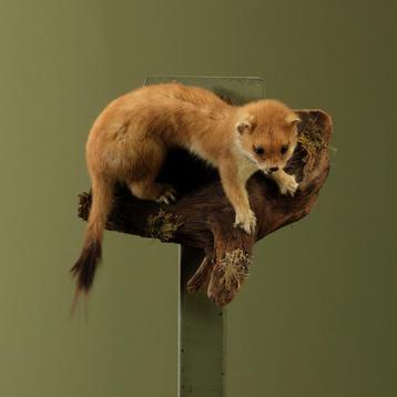 Wezel Taxidermie Opgezette Dieren By Max beschikbaar voor biedingen