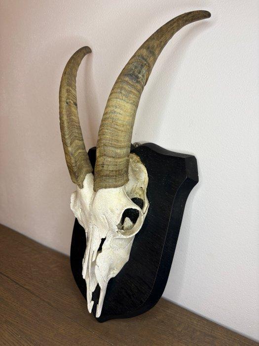 Geit Schedel - Capra hircus - 40 cm - 25 cm - 15 cm-, Antiek en Kunst, Curiosa en Brocante