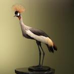 Grijze Kroonkraanvogel Taxidermie Opgezette Dieren By Max, Ophalen of Verzenden, Nieuw, Vogel, Opgezet dier