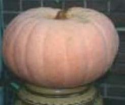 Otylia F1 pompoen zaden, Hobby en Vrije tijd, Knutselen, Nieuw, Ophalen of Verzenden