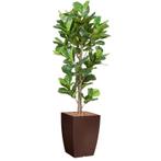 Ficus Lyrata kunstplant, H230cm, Huis en Inrichting, Ophalen of Verzenden