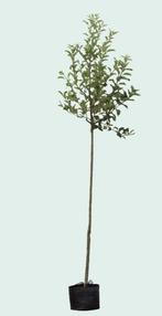 Malus d. Benoni Malus domestica Benoni 250 cm, Tuin en Terras, Planten | Fruitbomen, Verzenden