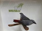 Ruime keuze aan mooie vogels., Tam