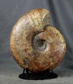 Grote en sierlijke ammoniet op standaard - Gefossiliseerd, Verzamelen, Mineralen en Fossielen