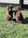 TOP Labrador pups, STAMBOOM, vakantie opvang GRATIS mogelijk