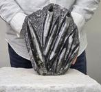 Orthoceras - Gefossiliseerd dier - 20 cm - 24 cm