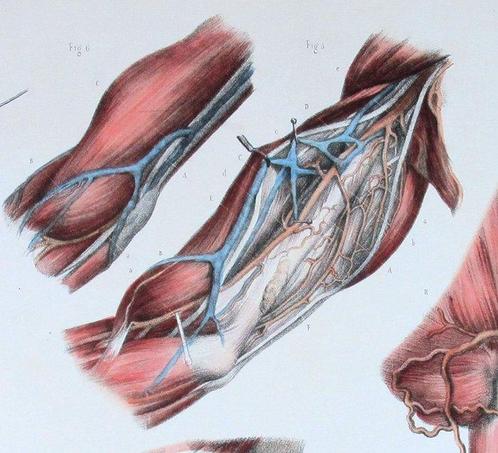 Nicholas Henri Jacob - Rare Early Litho Large Folio 43 cn, Antiek en Kunst, Antiek | Boeken en Bijbels