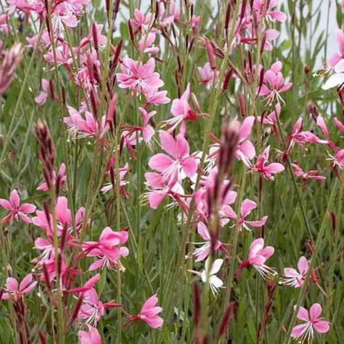 Gaura lindheimeri Siskiyou Pink - Potmaat 9x9 cm, Tuin en Terras, Planten | Tuinplanten, Ophalen of Verzenden