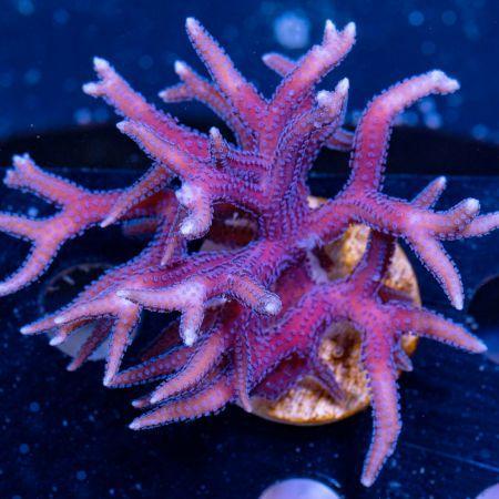 Seriatopora hystrix S (Ong. 4-5 cm), Dieren en Toebehoren, Vissen | Aquaria en Toebehoren, Ophalen of Verzenden