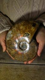 Ammoniet - Gefossiliseerd dier - Aioloceras (Cleoniceras), Verzamelen, Mineralen en Fossielen