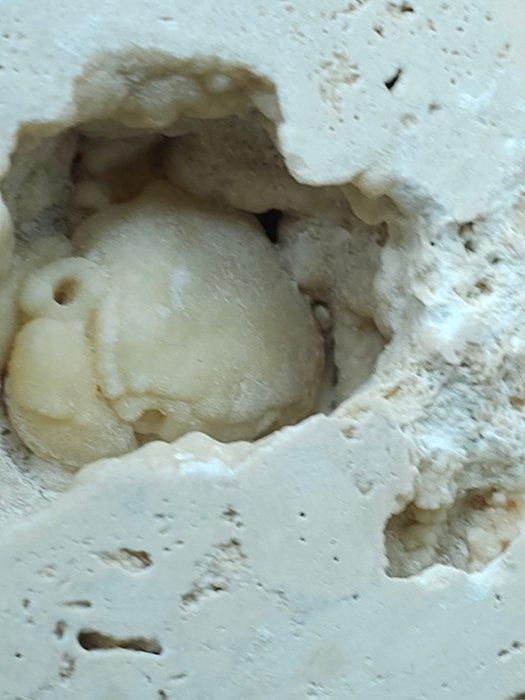 Krab - Fossiel skelet - 90 mm - 85 mm (Zonder Minimumprijs), Verzamelen, Mineralen en Fossielen
