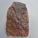 Crinoide - Gefossiliseerd dier - Scyphocrinus elegans - 259, Verzamelen, Mineralen en Fossielen
