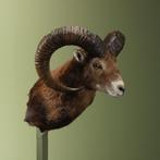Moeflon Taxidermie Opgezette Dieren By Max, Ophalen of Verzenden, Nieuw, Wild dier, Opgezet dier