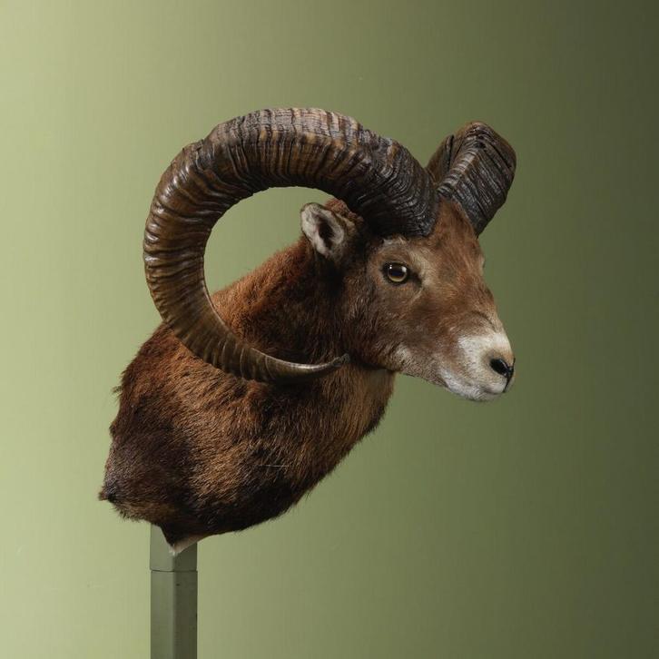 Moeflon Taxidermie Opgezette Dieren By Max, Verzamelen, Dierenverzamelingen, Opgezet dier, Nieuw, Wild dier, Ophalen of Verzenden
