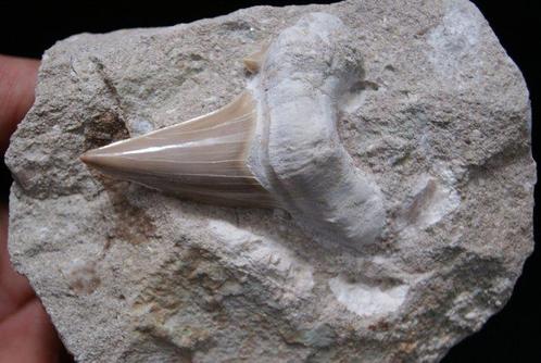 Gigantische haaientand Otodus Obliquus op Matrix - Fossiele, Verzamelen, Mineralen en Fossielen