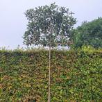 Lei-Glansmispel - Lei Photinia fraseri Red Robin - Omtrek: 6, Ophalen of Verzenden