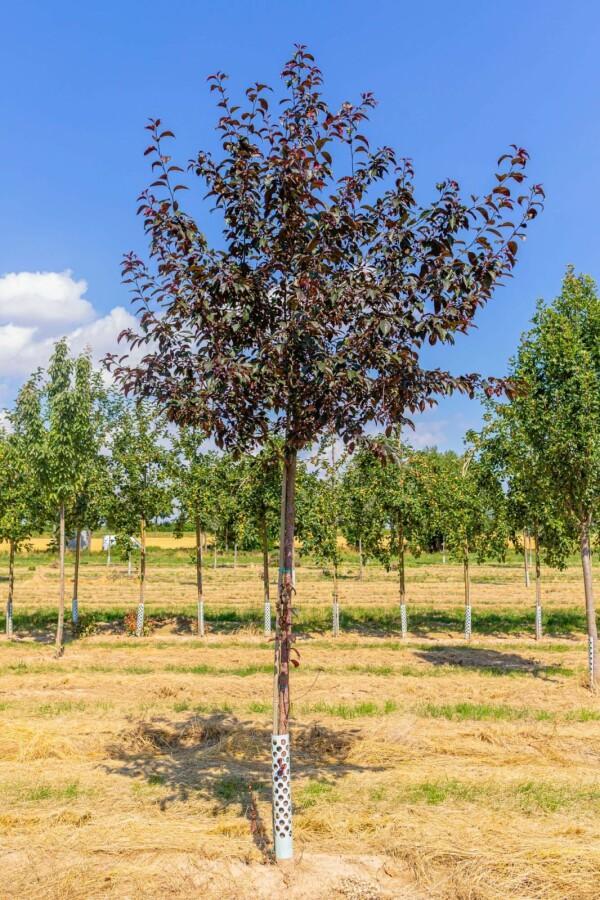Malus Royalty hoogstam, Tuin en Terras, Planten | Tuinplanten