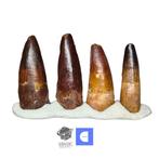 Set van 4 mooi bewaarde Spinosaurus-dinosaurustanden -