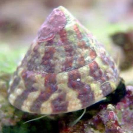 Trochus Histrio slak, Dieren en Toebehoren, Vissen | Aquaria en Toebehoren, Ophalen of Verzenden