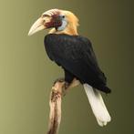 Blyths Hornbill Taxidermie volledige montage - Rhyticeros, Nieuw
