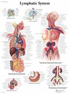 Anatomie poster lymfe (gelamineerd, 50x67 cm), Nieuw
