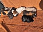 Lieve jonge cavias borstel, sheltie, gladhaar grijs knuffel, Dieren en Toebehoren, Mannelijk, Cavia, Tam