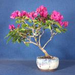 Bougainvillea bonsai (Bougainvillea glabra) - Hoogte (boom):, Antiek en Kunst